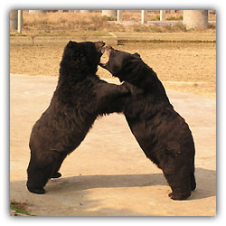 Царство, которое пониже 