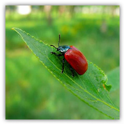 Все мои луга 